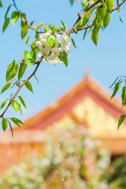 故宮博物院専屬カメラマンの仕事とは？