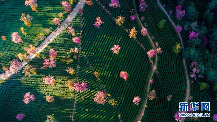 冬に咲く色鮮やかな花　雲(yún)南省で咲き亂れた桜の花