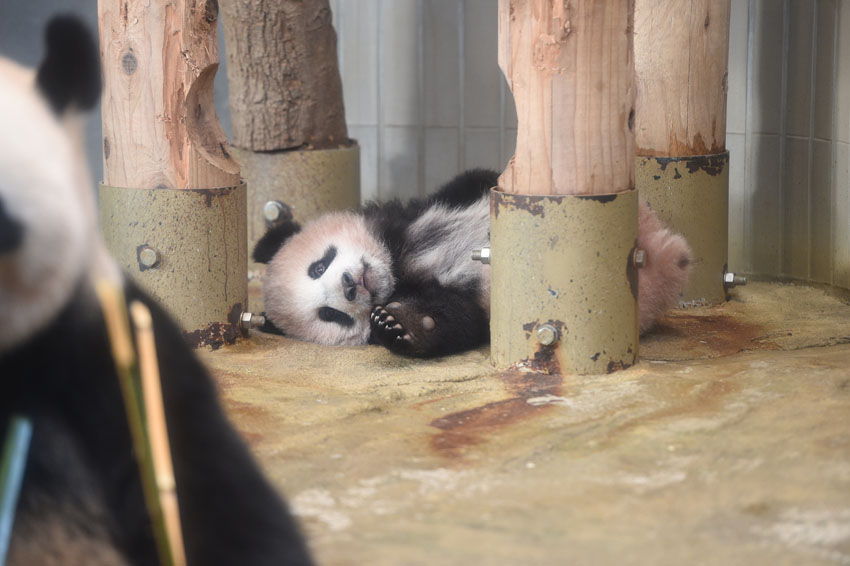 日本の赤ちゃんパンダ「シャンシャン」、19日から一般公開スタート