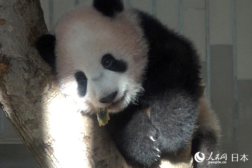 日本の赤ちゃんパンダ「シャンシャン」、19日から一般公開スタート