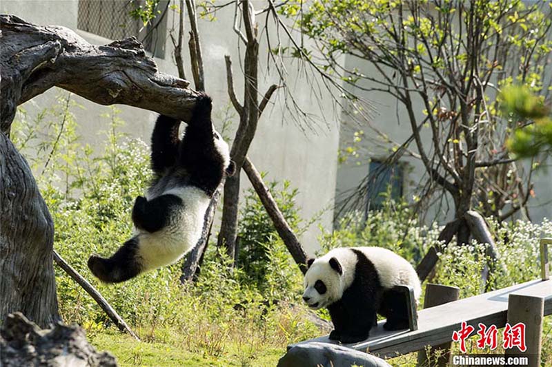 可愛らしいパンダの日常切り取る　パンダ寫真コンテストの応募作品