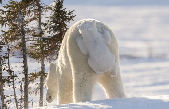 「コメディ?フォトグラフィー?アワード2017」グランプリ作品発表