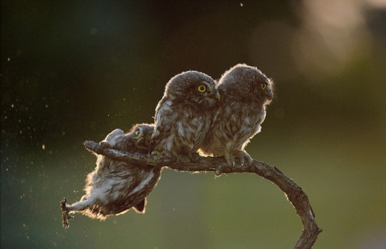 「コメディ?フォトグラフィー?アワード2017」グランプリ作品発表