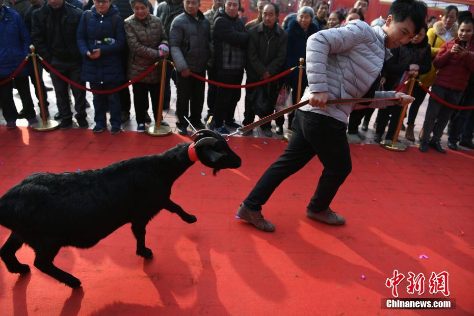 キングとクイーンの座はどのヤギに？　重慶市で黒ヤギコンテスト