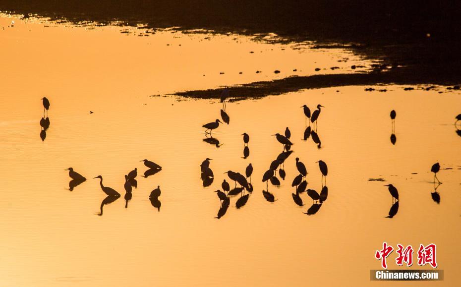 中國(guó)最大の淡水湖　多くの渡り鳥が越冬する「渡り鳥の天國(guó)」　江西省