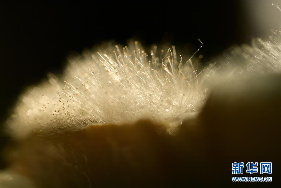 湖北?恩施 伝統(tǒng)食品「カビ豆腐」作りがスタート