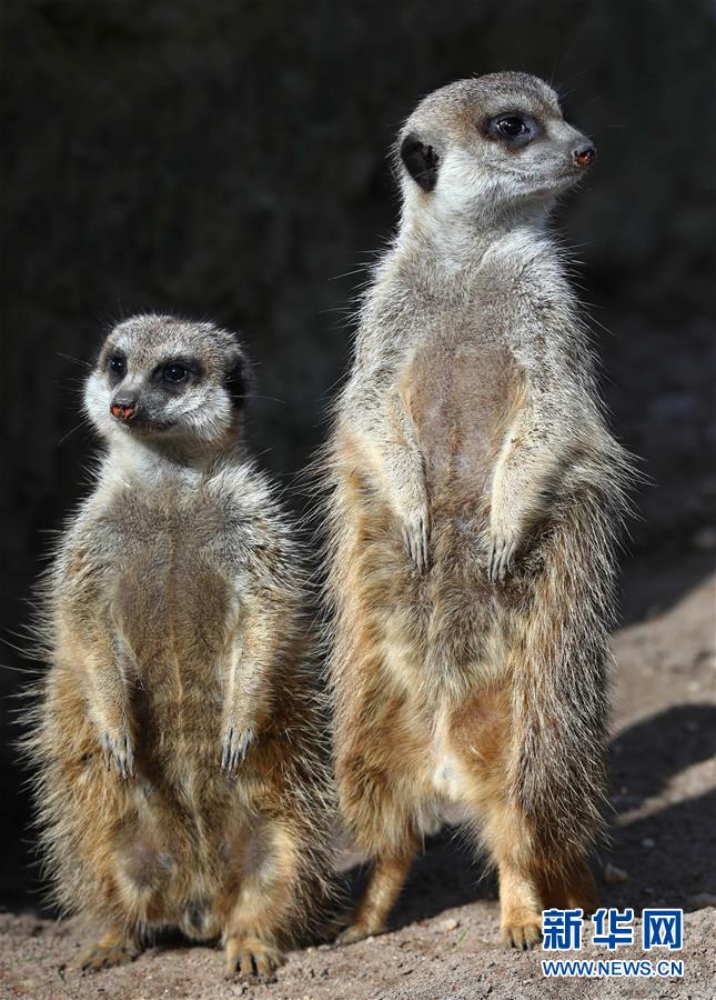 癒し度満點(diǎn)のアニマル大集合