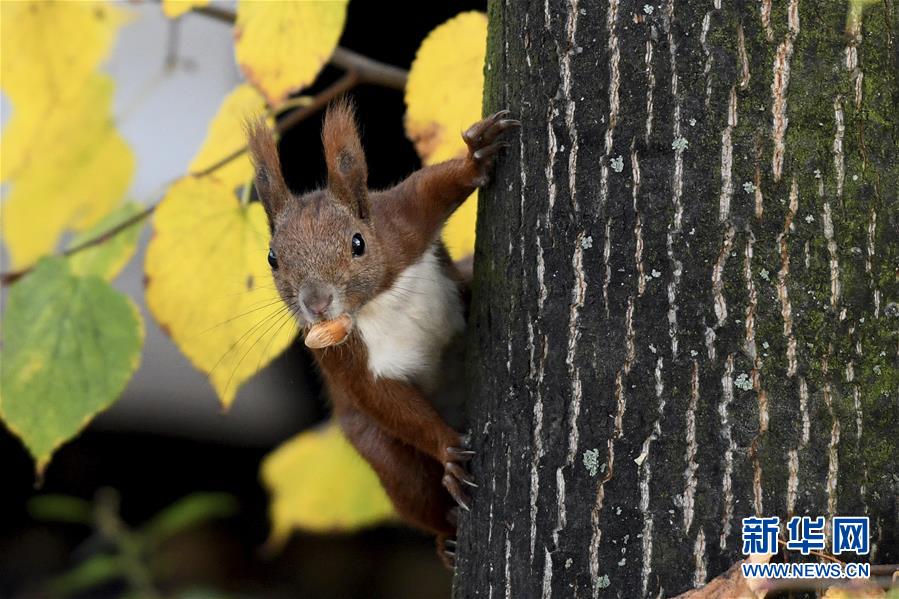 癒し度満點のアニマル大集合