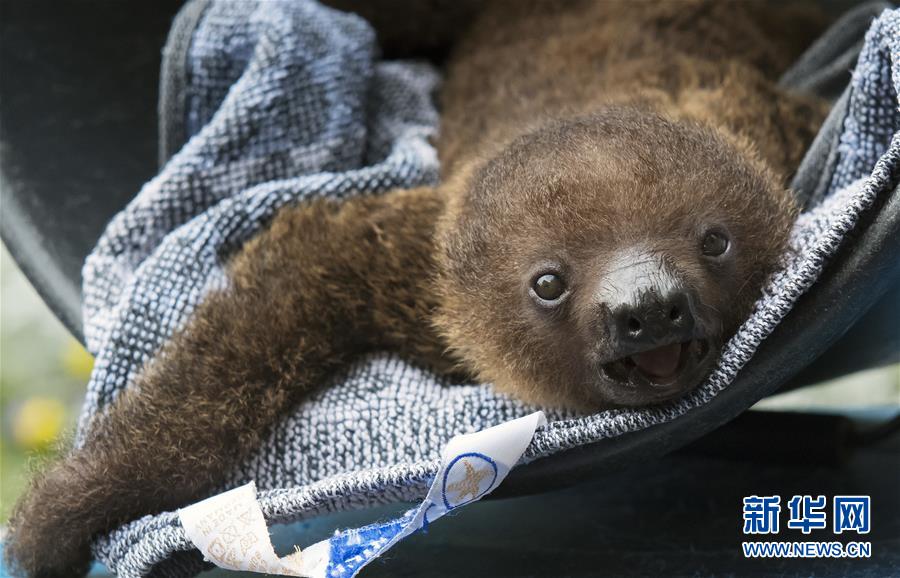 癒し度満點(diǎn)のアニマル大集合