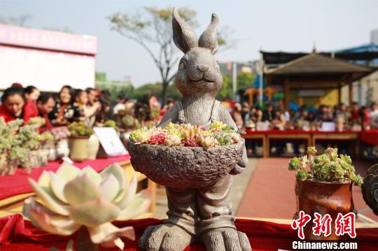 可愛(ài)らしい見(jiàn)た目で人々を魅了 多肉植物展