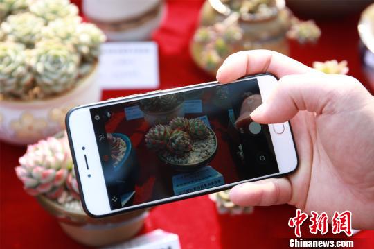 可愛らしい見た目で人々を魅了 多肉植物展