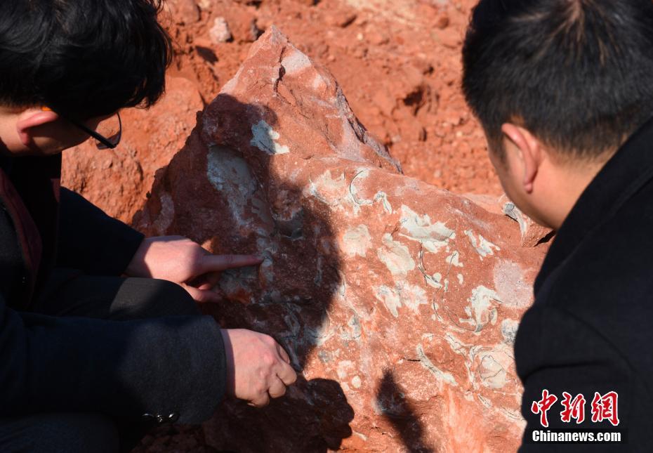 江西省で恐竜の化石が発見、1億3000萬(wàn)年前のものか