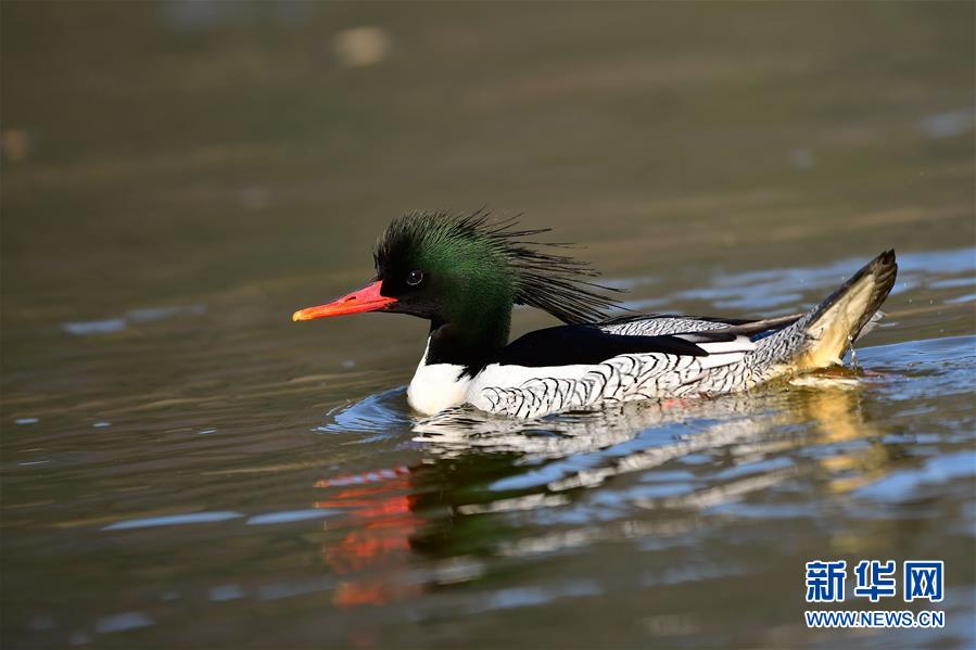生態(tài)環(huán)境改善された江西省の村　コウライアイサの越冬場所に