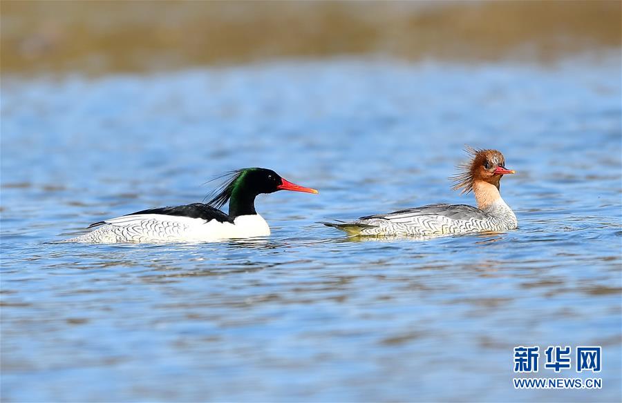 生態(tài)環(huán)境改善された江西省の村　コウライアイサの越冬場所に