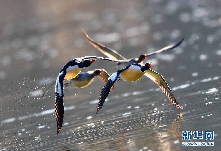 生態(tài)環(huán)境改善された江西省の村　コウライアイサの越冬場所に