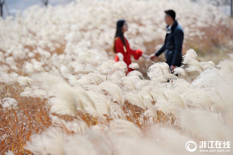 風(fēng)に揺れるアシの花　美しい風(fēng)景を撮影に訪れる観光客　浙江省