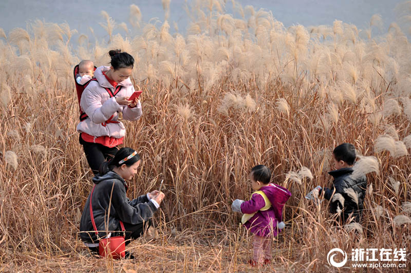 風に揺れるアシの花　美しい風景を撮影に訪れる観光客　浙江省