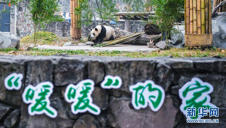 マレーシアから帰國(guó)のパンダ「暖暖」、検疫を終えて正式に一般公開(kāi)