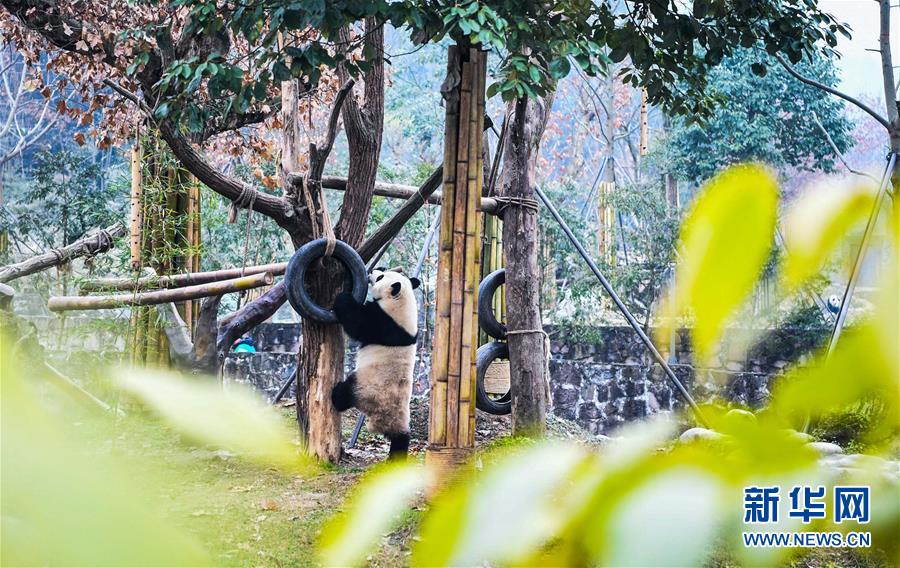 マレーシアから帰國のパンダ「暖暖」、検疫を終えて正式に一般公開