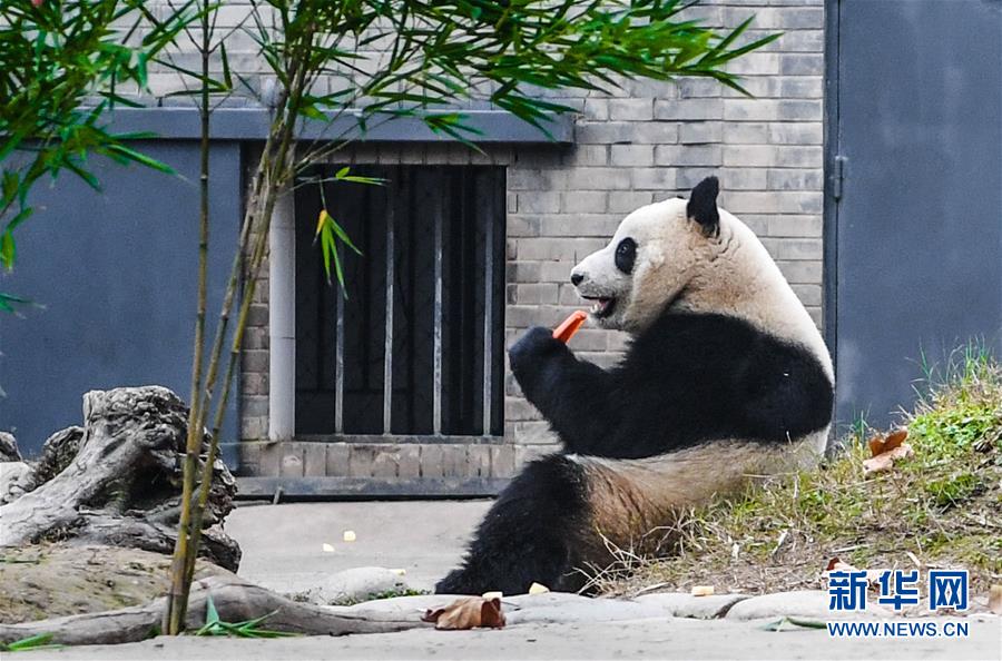 マレーシアから帰國のパンダ「暖暖」、検疫を終えて正式に一般公開