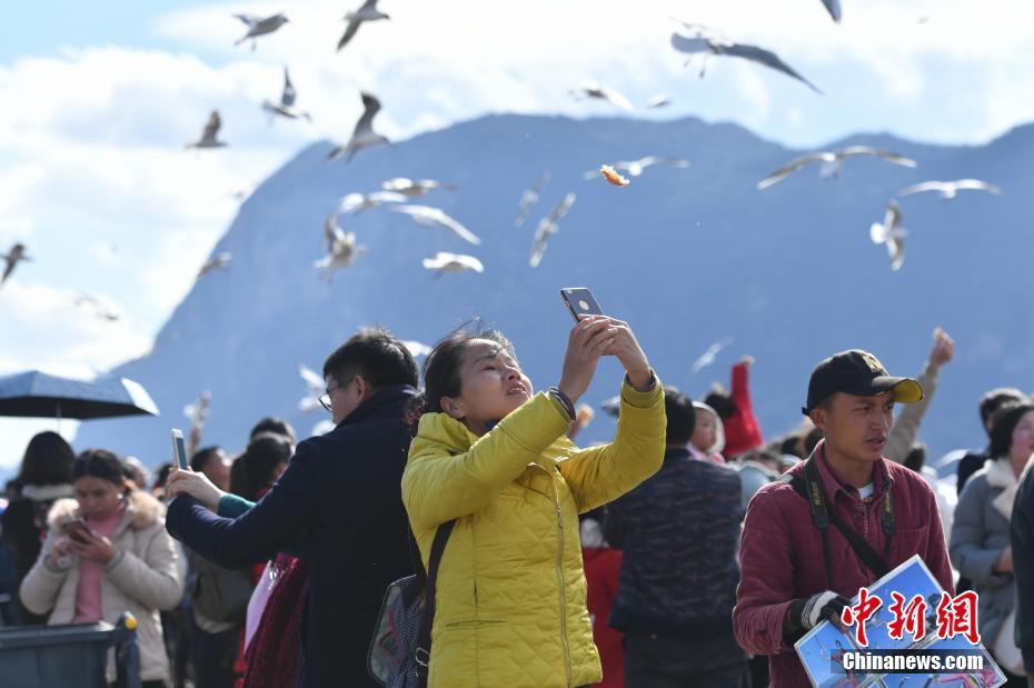 ダム上空を飛び交うユリカモメと戯れる昆明市民と観光客たち 雲南省　