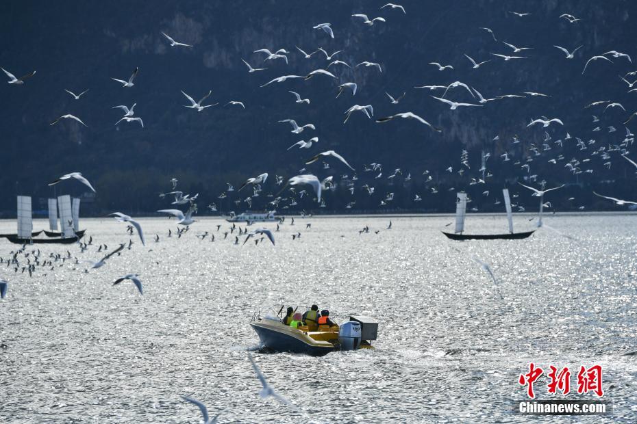 ダム上空を飛び交うユリカモメと戯れる昆明市民と観光客たち 雲(yún)南省　