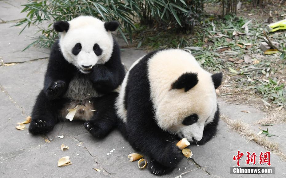 雅安碧峰峽基地のパンダ幼稚園　愛くるしい赤ちゃんパンダが観光客を魅了