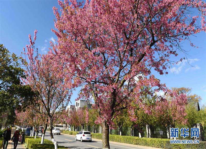 冬桜が満開迎えた昆明、春の景色広がる