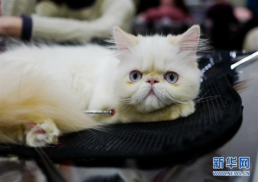 モスクワでネコ展　様々な品種の可愛(ài)らしいネコたち集結(jié)