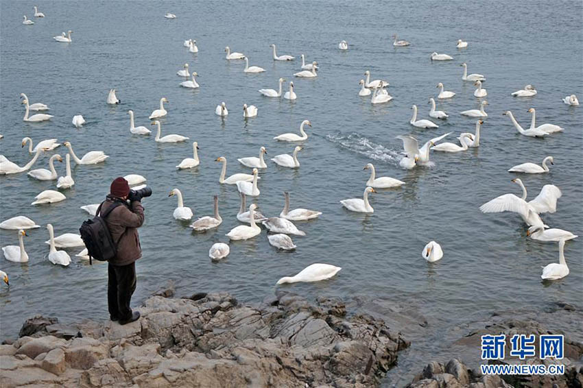 越冬するオオハクチョウ集まる栄成市、オオハクチョウ目當(dāng)ての観光客も　山東省