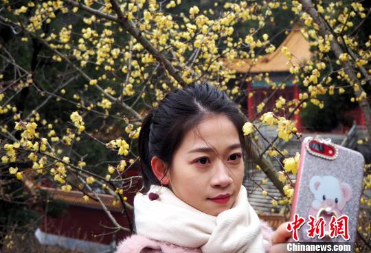 まるで春の訪(fǎng)れ 南昌市で遅咲きのロウバイが開(kāi)花