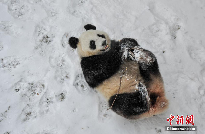 瀋陽で今年初の雪　楽しそうにはしゃぎ回るパンダ
