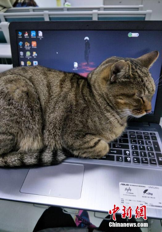 南京農(nóng)業(yè)大學(xué)の「ネコの試験監(jiān)督」　あっという間にネットで話題に