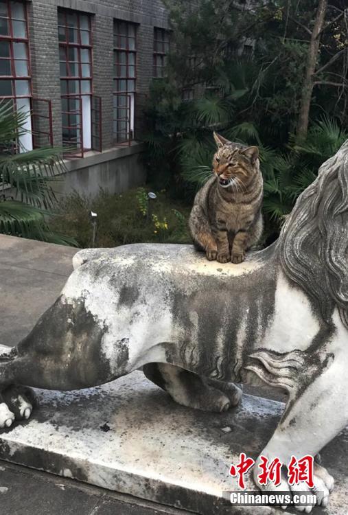 南京農(nóng)業(yè)大學(xué)の「ネコの試験監(jiān)督」　あっという間にネットで話題に