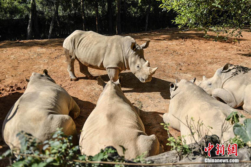 最高気溫15度まで上昇の広州市、のんびり日光浴を楽しむ動(dòng)物たち