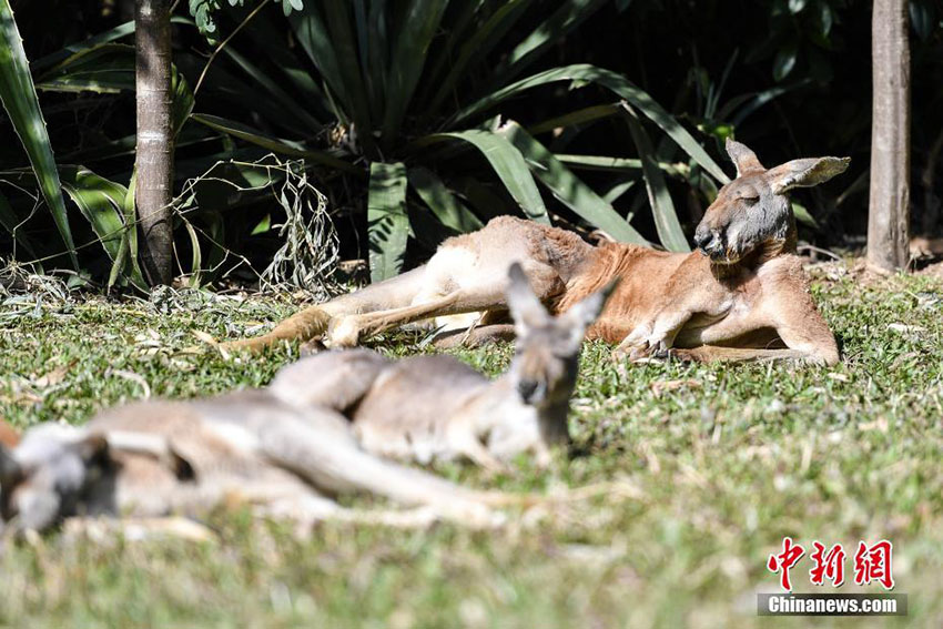 最高気溫15度まで上昇の広州市、のんびり日光浴を楽しむ動物たち