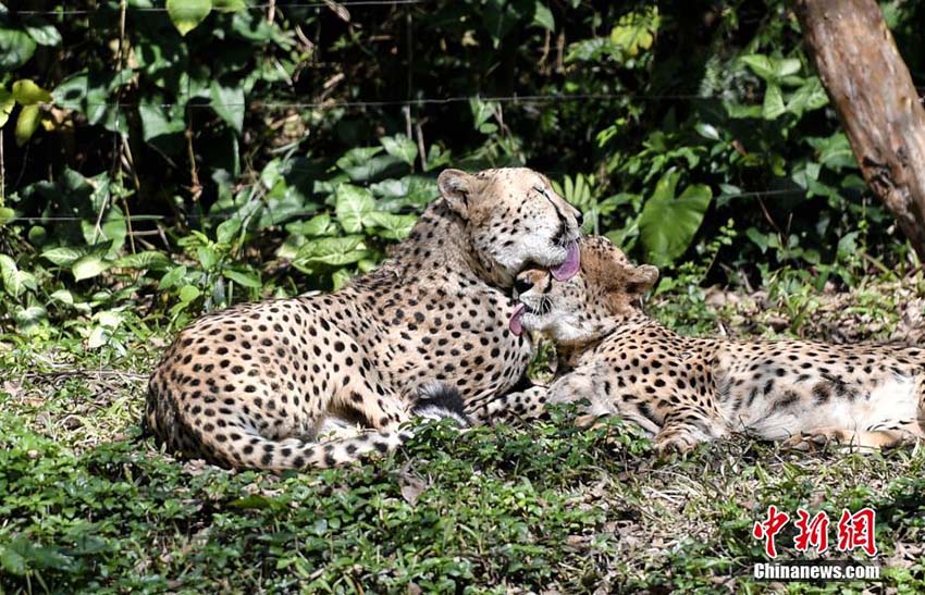 最高気溫15度まで上昇の広州市、のんびり日光浴を楽しむ動(dòng)物たち