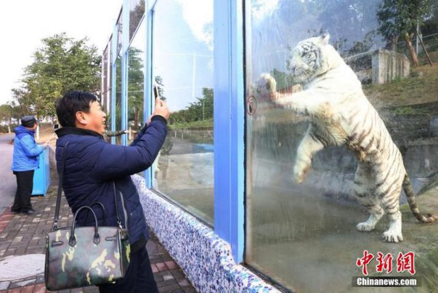 ホワイトタイガーが「模範労働者」に？　飼育係を真似て「ガラス拭き」