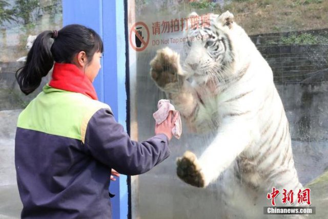 ホワイトタイガーが「模範(fàn)労働者」に？　飼育係を真似て「ガラス拭き」