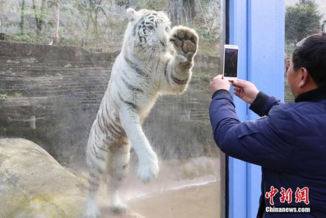 ホワイトタイガーが「模範(fàn)労働者」に？　飼育係を真似て「ガラス拭き」