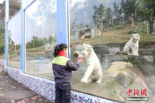 ホワイトタイガーが「模範(fàn)労働者」に？　飼育係を真似て「ガラス拭き」