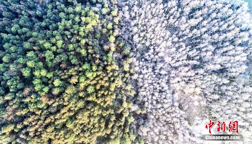 冬の仙女湖、霜により緑と白の美しいコントラスト見(jiàn)せる　江西省