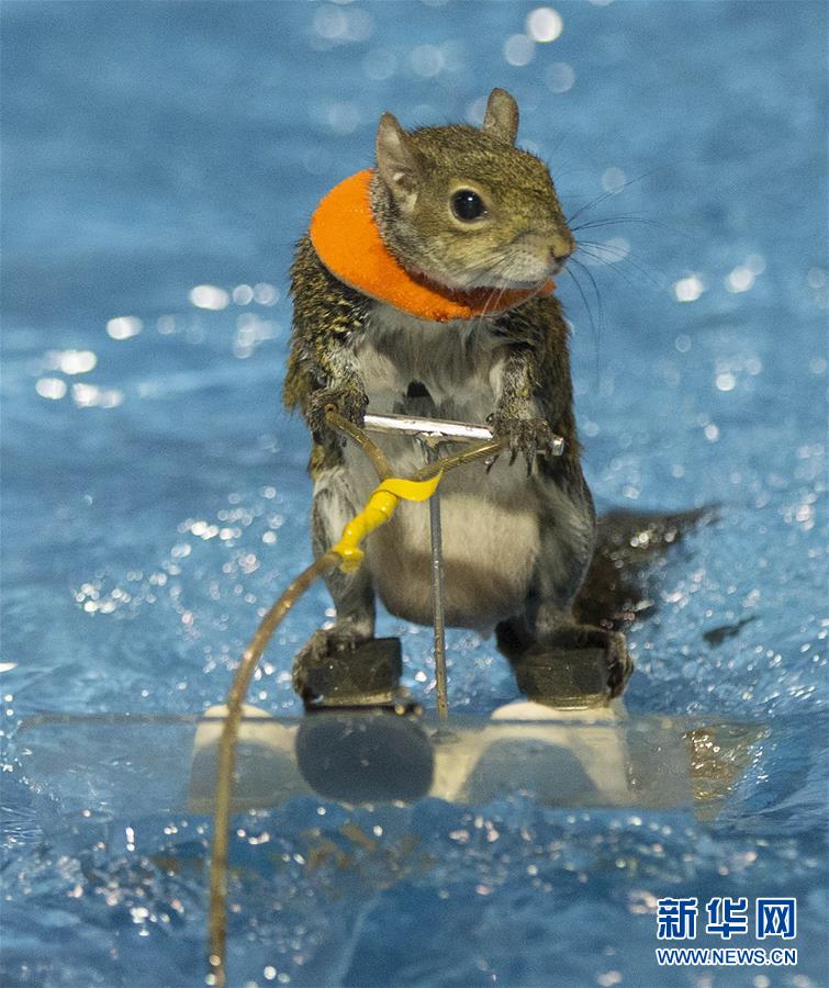 カナダで國(guó)際ボート展示會(huì)開(kāi)催　リスが水上スキー披露