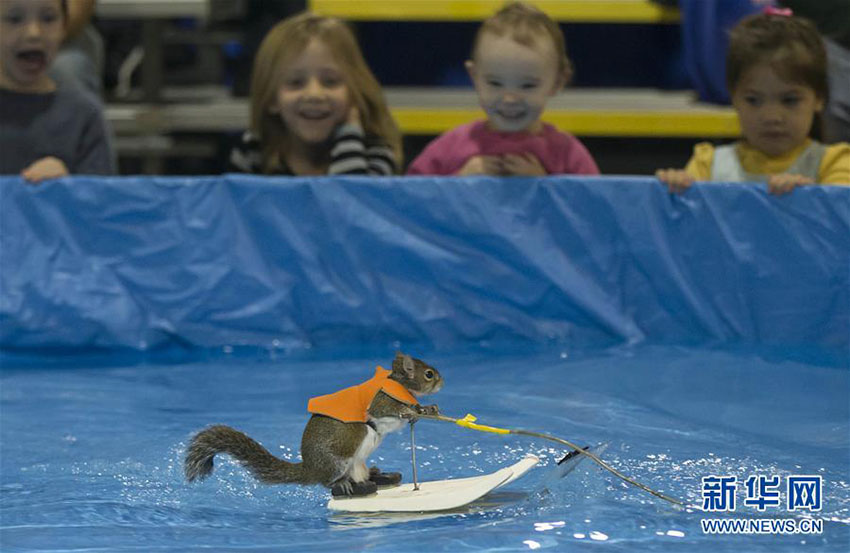 カナダで國際ボート展示會開催　リスが水上スキー披露