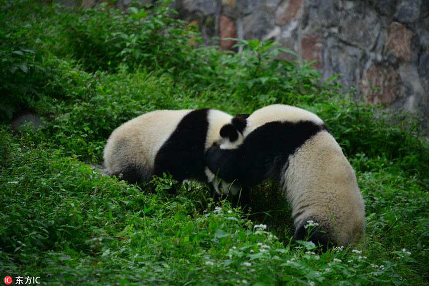 楽しそうに戯れるパンダの和やかな日常生活　四川省