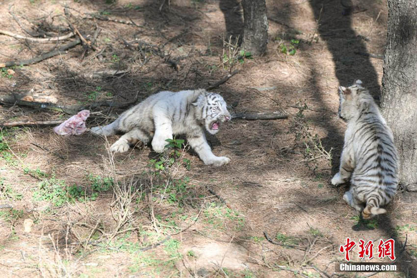 雲(yún)南野生動(dòng)物園のホワイトタイガーの六つ子、初めて一般公開へ