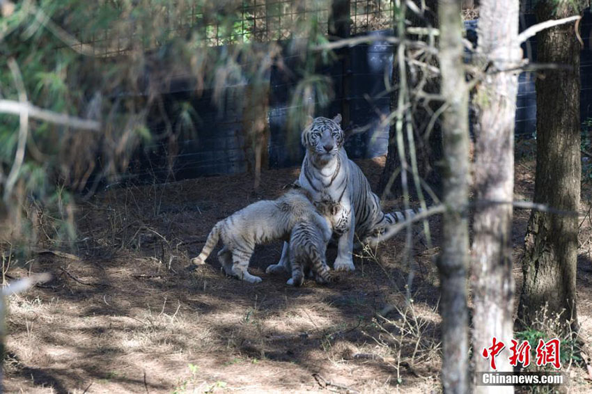 雲(yún)南野生動(dòng)物園のホワイトタイガーの六つ子、初めて一般公開(kāi)へ