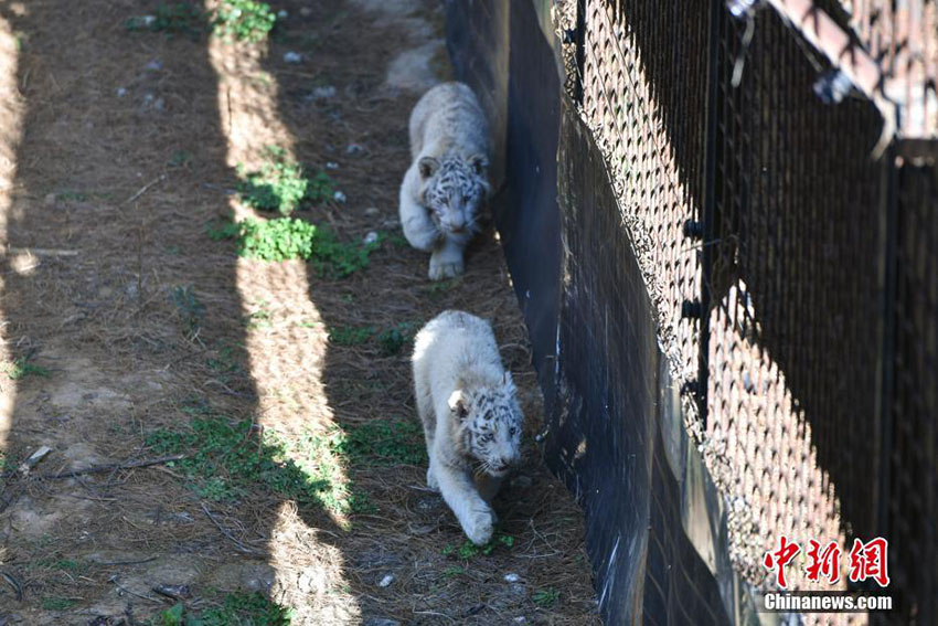 雲南野生動物園のホワイトタイガーの六つ子、初めて一般公開へ
