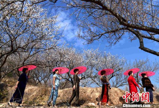 丘陵地に咲き誇る梅の花、省內外から花見客集まる　福建省