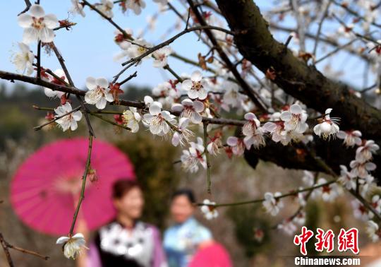丘陵地に咲き誇る梅の花、省內(nèi)外から花見客集まる　福建省
